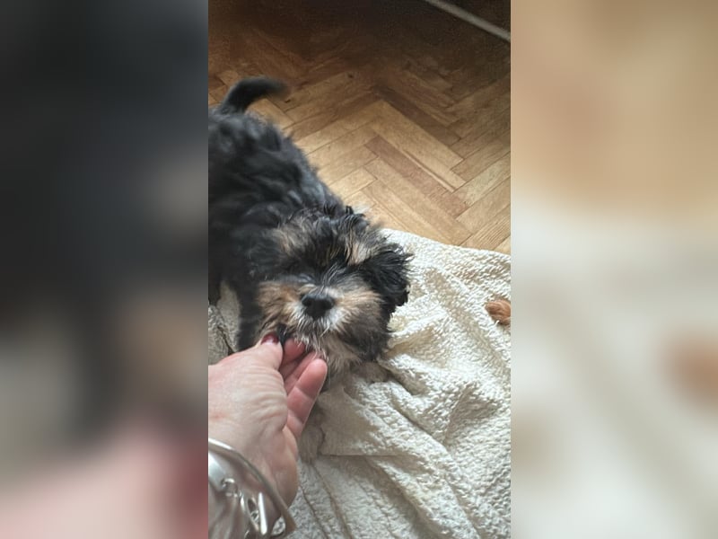 Ubbo, kleiner Wuschel sucht warmes Körbchen