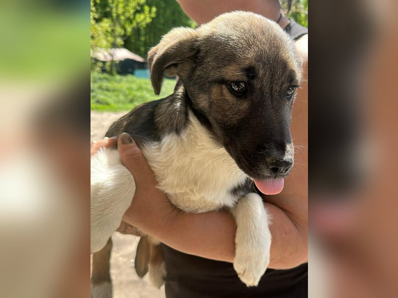 Anton, zuckersüßer, kleiner Hundemann sucht sein Körbchen