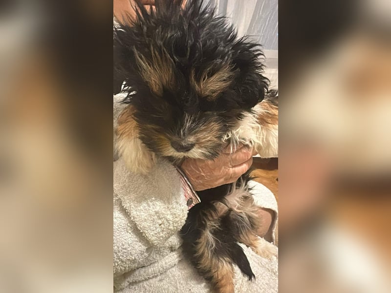 Ubbo, kleiner Wuschel sucht warmes Körbchen