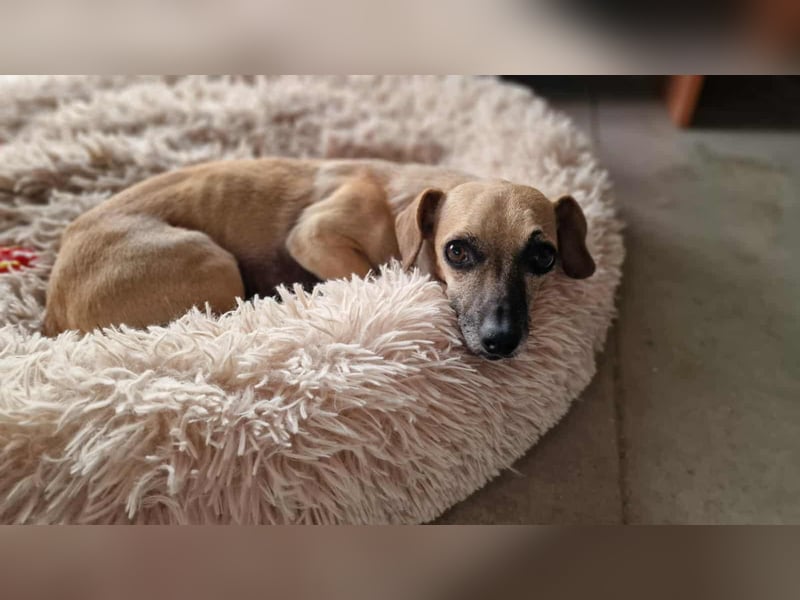 MARISKA ❤ EILIG! sucht Zuhause oder Pflegestelle