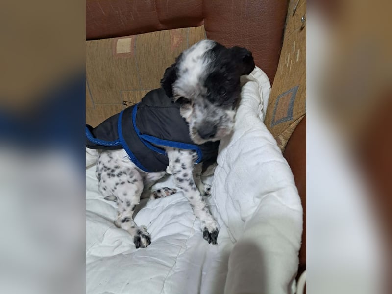 Henry, seid Ihr bereit für mich