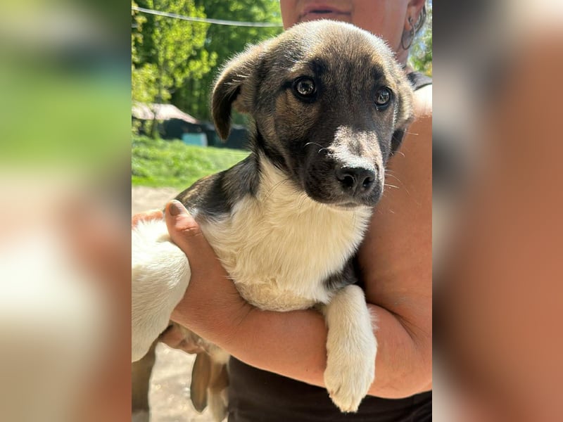 Anton, zuckersüßer, kleiner Hundemann sucht sein Körbchen