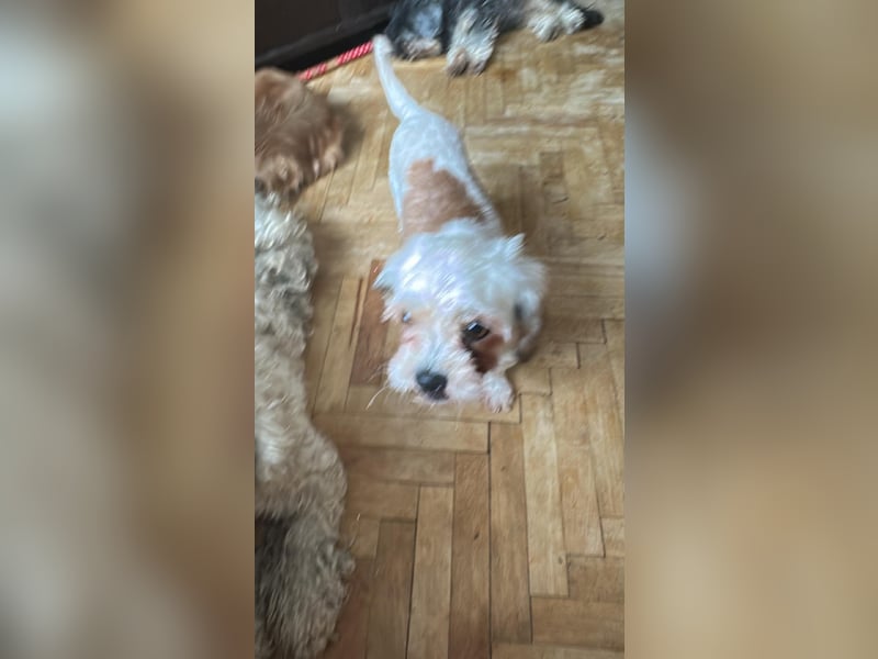 Gretchen, klein, süß, sucht kuscheliges Zuhause