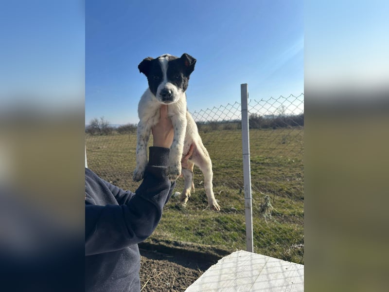 Xia, klein, verschmust, liebenswert sucht ihr Körbchen