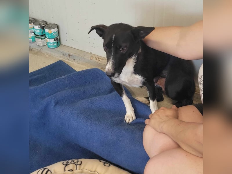 LUCIE ❤ EILIG sucht Zuhause oder Pflegestelle