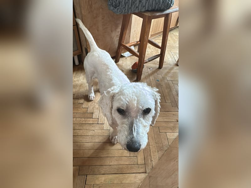 Penny, kleines Lockenköpfchen sucht Körbchen