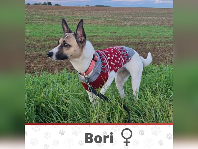 BORI ❤️  wartet in #ind er Pension  in 29359 Habighorst auf Dich