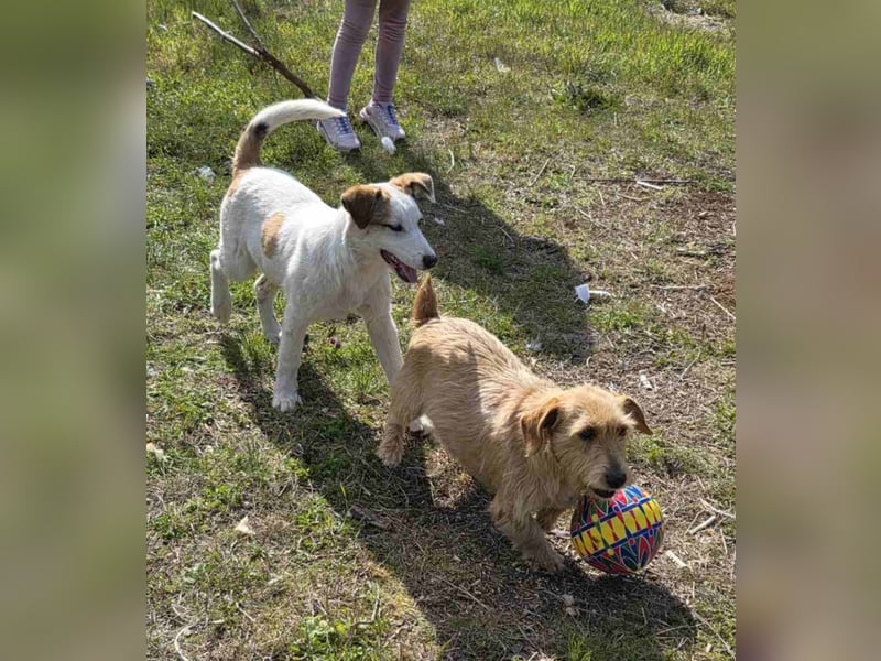 GUBER ❤  wartet in 44894 Bochum auf Dich
