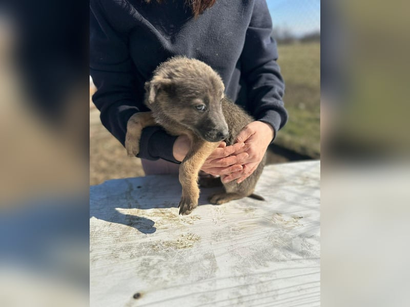 Xerox, süßer geht fast nicht