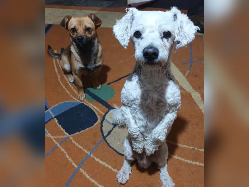 Tristan, kleiner älterer Hundemann sucht Bleibe für immer