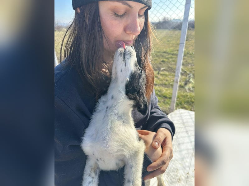Xia, klein, verschmust, liebenswert sucht ihr Körbchen