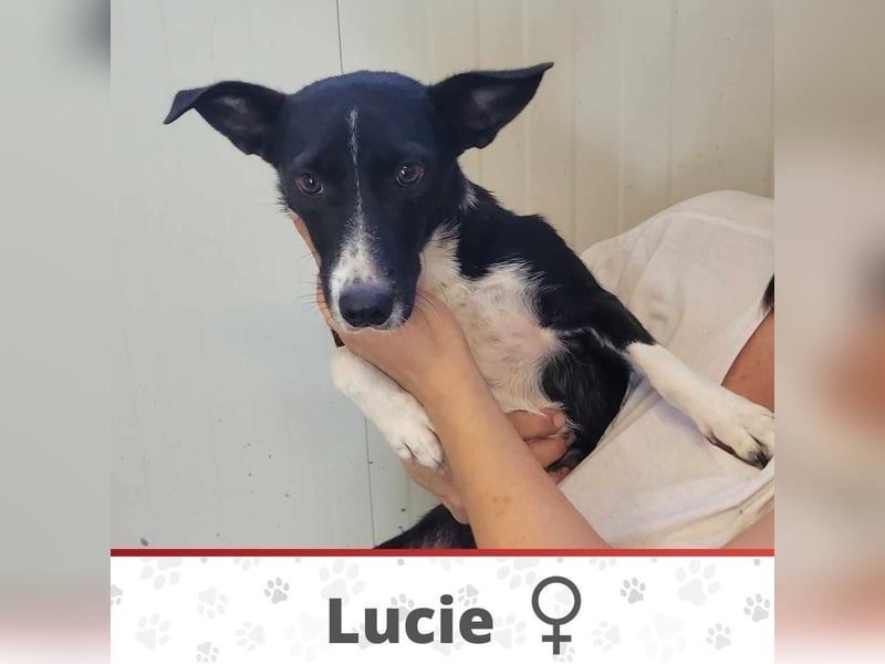 LUCIE ❤ EILIG sucht Zuhause oder Pflegestelle