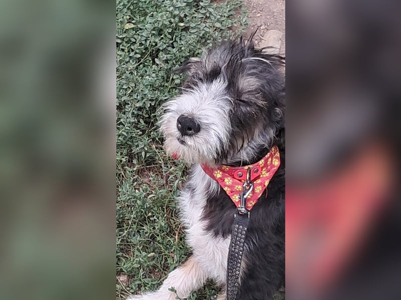 Emmi, kleines Hundemädchen sucht liebevolle Hände