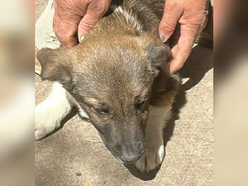 Anton, zuckersüßer, kleiner Hundemann sucht sein Körbchen