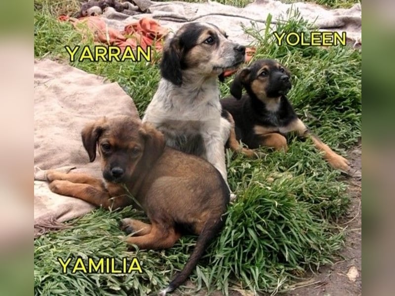 YARRAN ❤ EILIG!  sucht Zuhause oder Pflegestelle