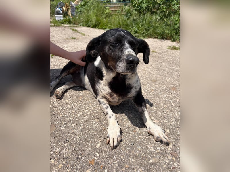 DYANA ❤ EILIG! sucht Zuhause oder Pflegestelle