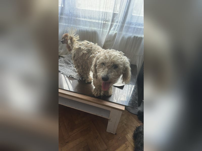 Penny, kleines Lockenköpfchen sucht Körbchen