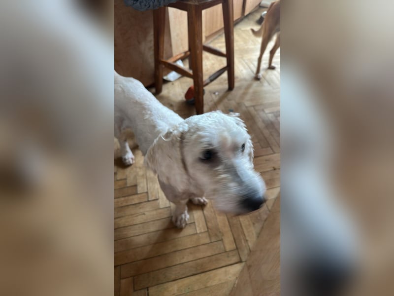 Penny, kleines Lockenköpfchen sucht Körbchen