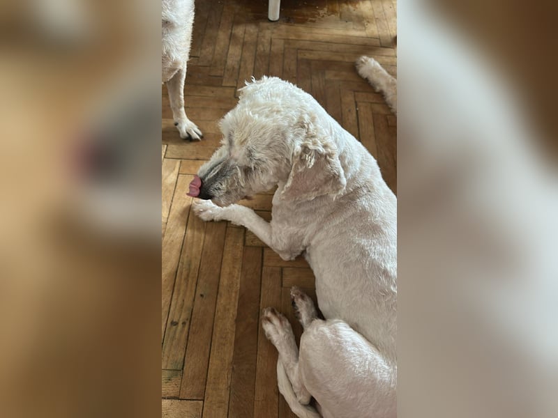 Penny, kleines Lockenköpfchen sucht Körbchen