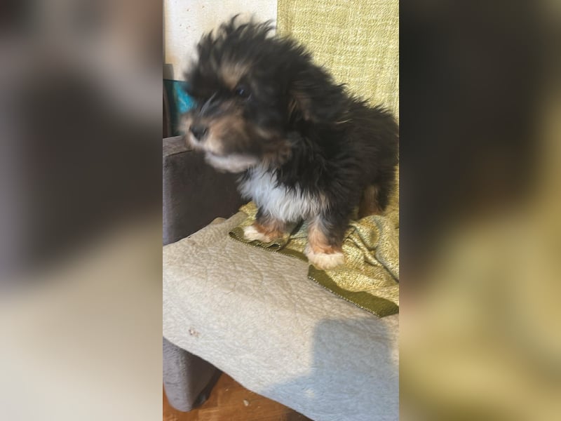 Ubbo, kleiner Wuschel sucht warmes Körbchen