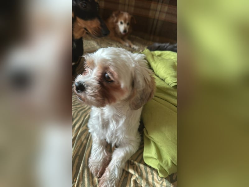 Gretchen, klein, süß, sucht kuscheliges Zuhause