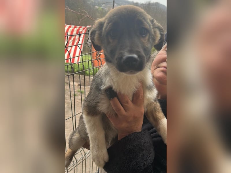 Anton, zuckersüßer, kleiner Hundemann sucht sein Körbchen