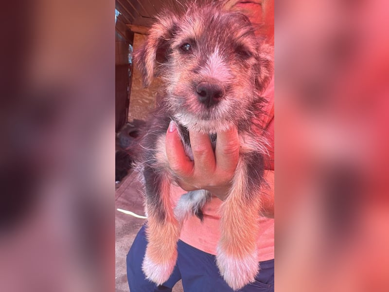 Eddi, kleiner Hundemann auf der Suche nach dem Glück