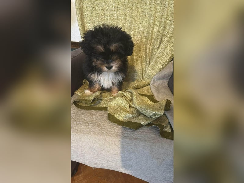 Ubbo, kleiner Wuschel sucht warmes Körbchen