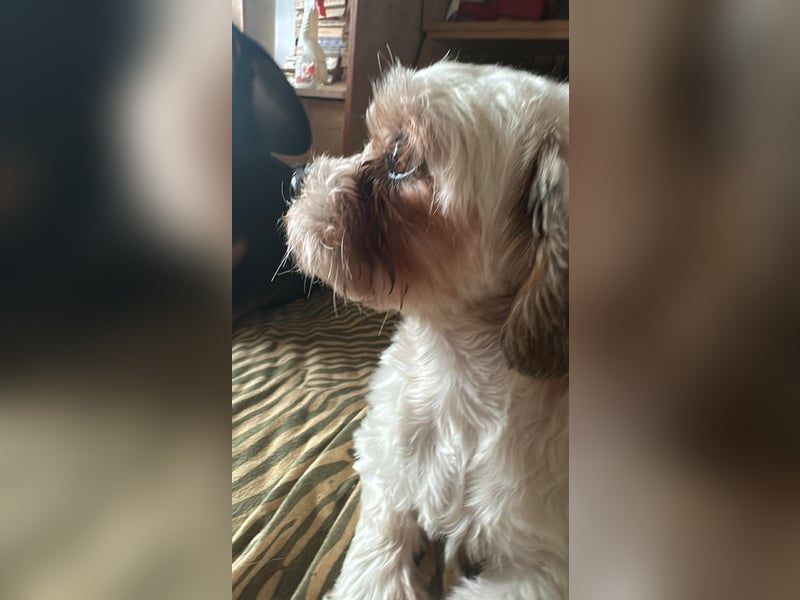 Gretchen, klein, süß, sucht kuscheliges Zuhause