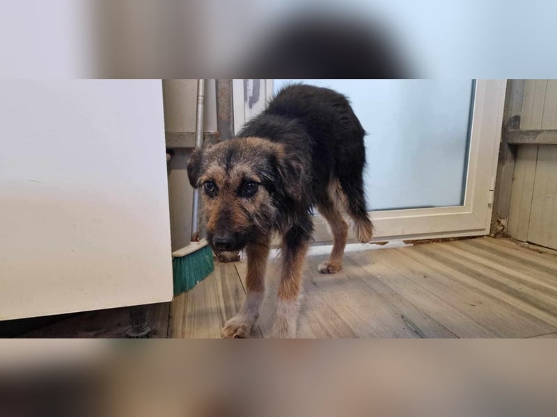 COCOA ❤ SEHR EILIG! sucht Zuhause oder Pflegestelle