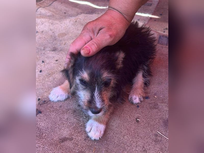 Eddi, kleiner Hundemann auf der Suche nach dem Glück