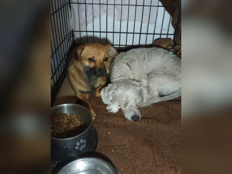 Tristan, kleiner älterer Hundemann sucht Bleibe für immer