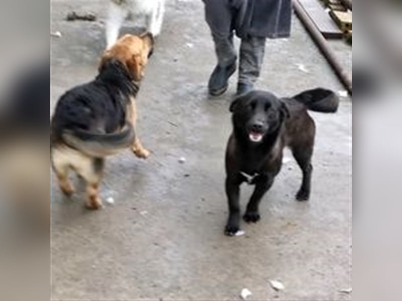 BAILA ❤  sucht Zuhause oder Pflegestelle