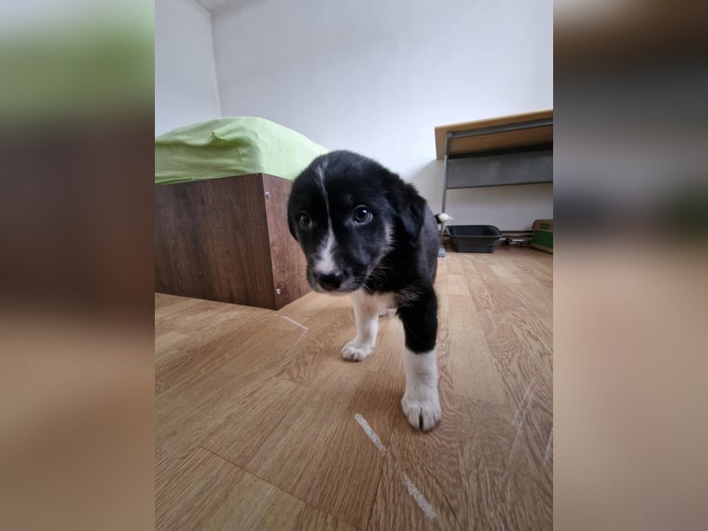 Toffy, kleines Hundemädchen sucht liebevolle Hände