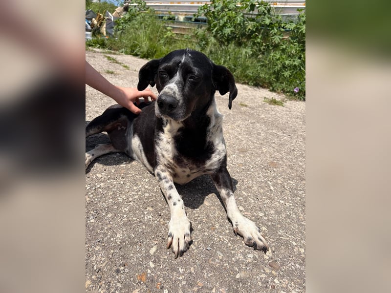 DYANA ❤ EILIG! sucht Zuhause oder Pflegestelle