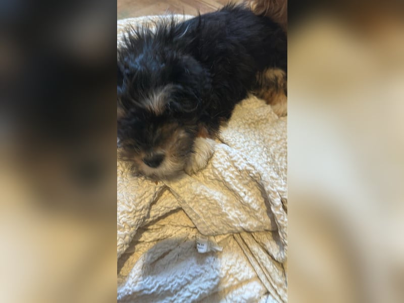 Ubbo, kleiner Wuschel sucht warmes Körbchen