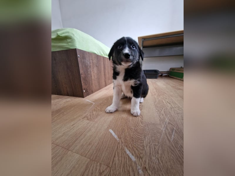Toffy, kleines Hundemädchen sucht liebevolle Hände
