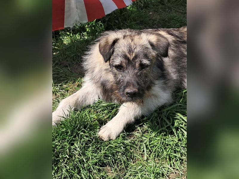Pavel, kleiner Hundemann sucht großes Körbchen