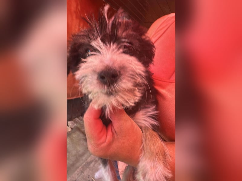 Emmi, kleines Hundemädchen sucht liebevolle Hände