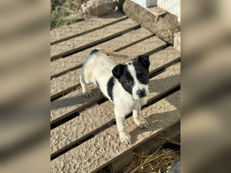 Xia, klein, verschmust, liebenswert sucht ihr Körbchen