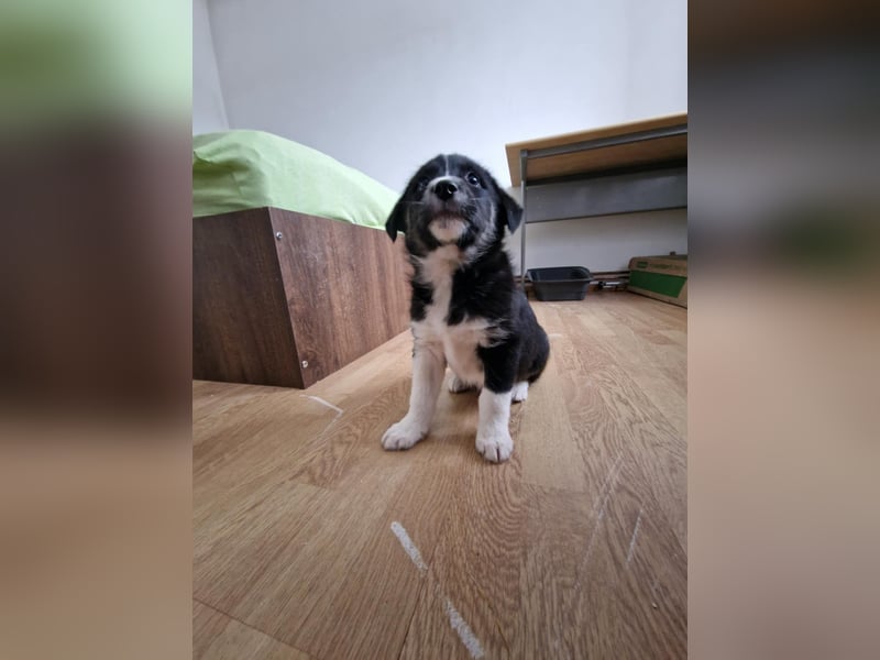 Toffy, kleines Hundemädchen sucht liebevolle Hände