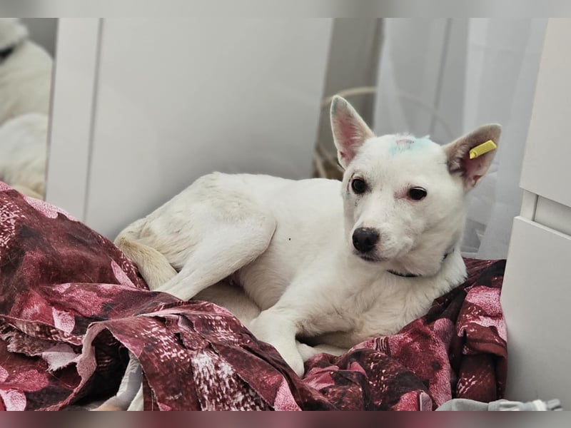 Suri - bereit für neue Abenteuer!