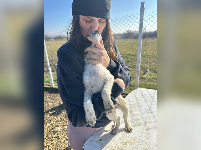 Xia, klein, verschmust, liebenswert sucht ihr Körbchen