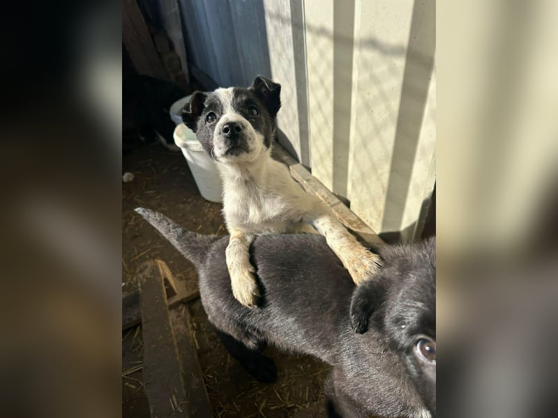 Xia, klein, verschmust, liebenswert sucht ihr Körbchen