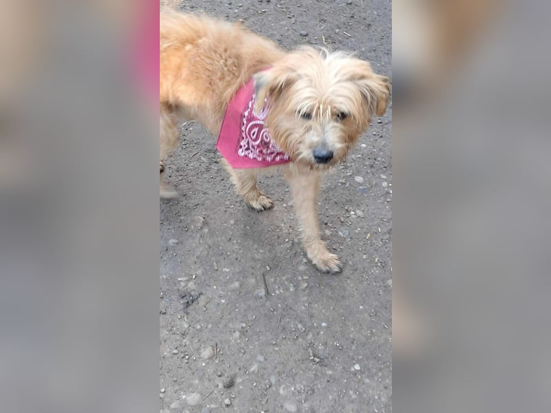 Mogli, kleiner Wuschel sucht sein Zuhause für immer