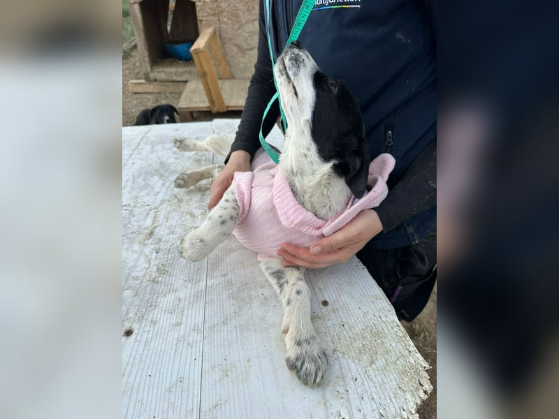 Xia, klein, verschmust, liebenswert sucht ihr Körbchen