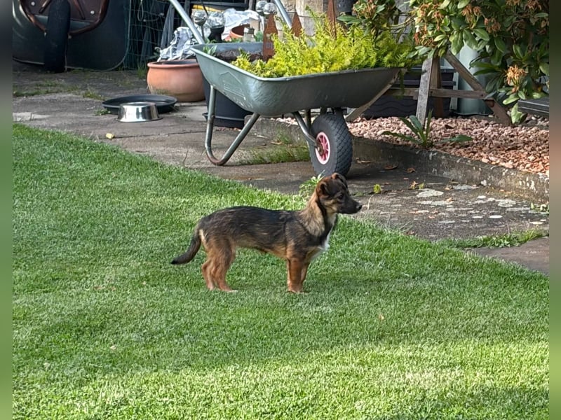 Süße Leni(4 Mon, 25 cm, kleinbleibend)sucht Kuschelflat