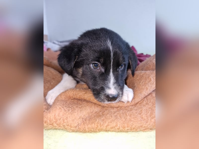 Toffy, kleines Hundemädchen sucht liebevolle Hände