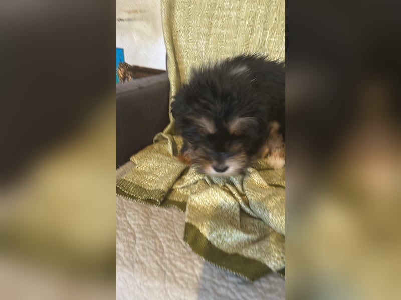 Ubbo, kleiner Wuschel sucht warmes Körbchen