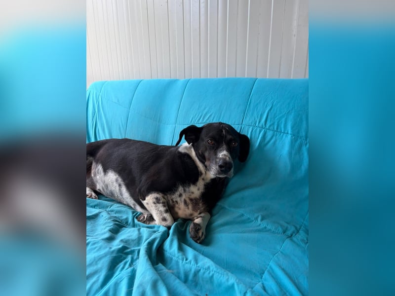 DYANA ❤ EILIG! sucht Zuhause oder Pflegestelle